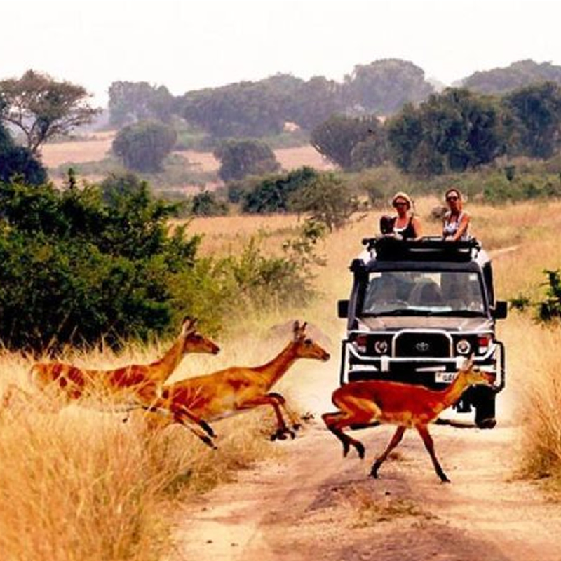 Game Viewing in the Kasenyi Savannah