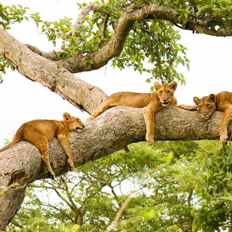 Ishasha and the Tree-climbing Lions