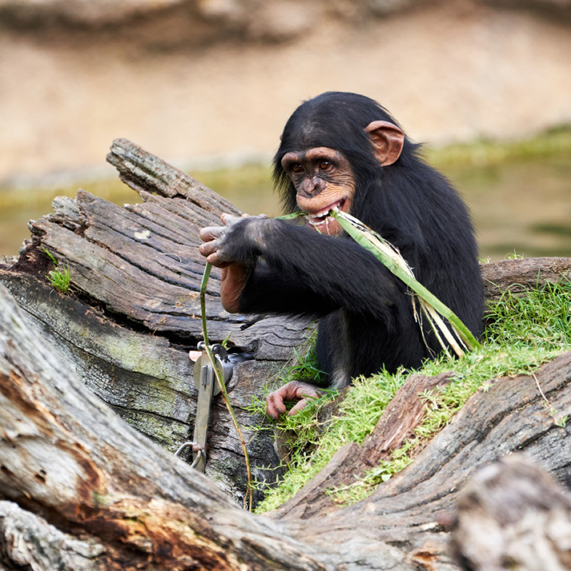 Chimpanzee Trekking