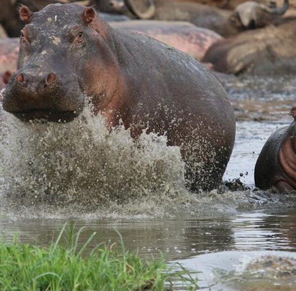 Hippopotamus