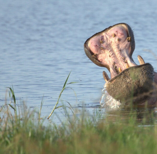 Hippopotamus