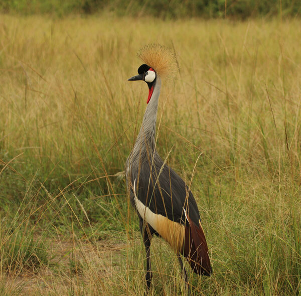 Crested Crane