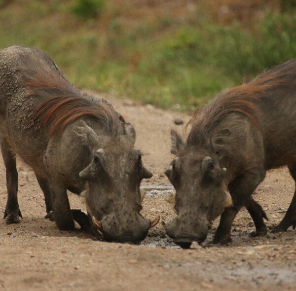 Warthog