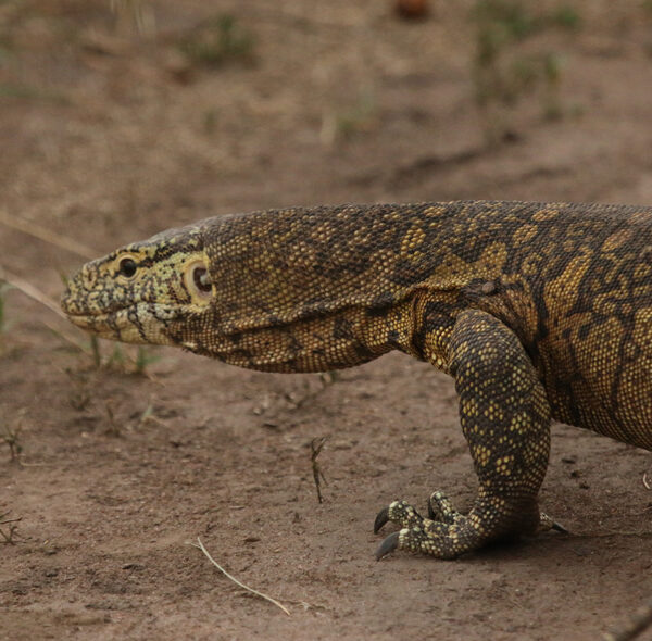  Monitor Lizard